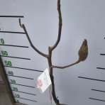 Magnólia (Magnolia) ‘MEGANOLIA’® – výška 70-90 cm, kont. C7L